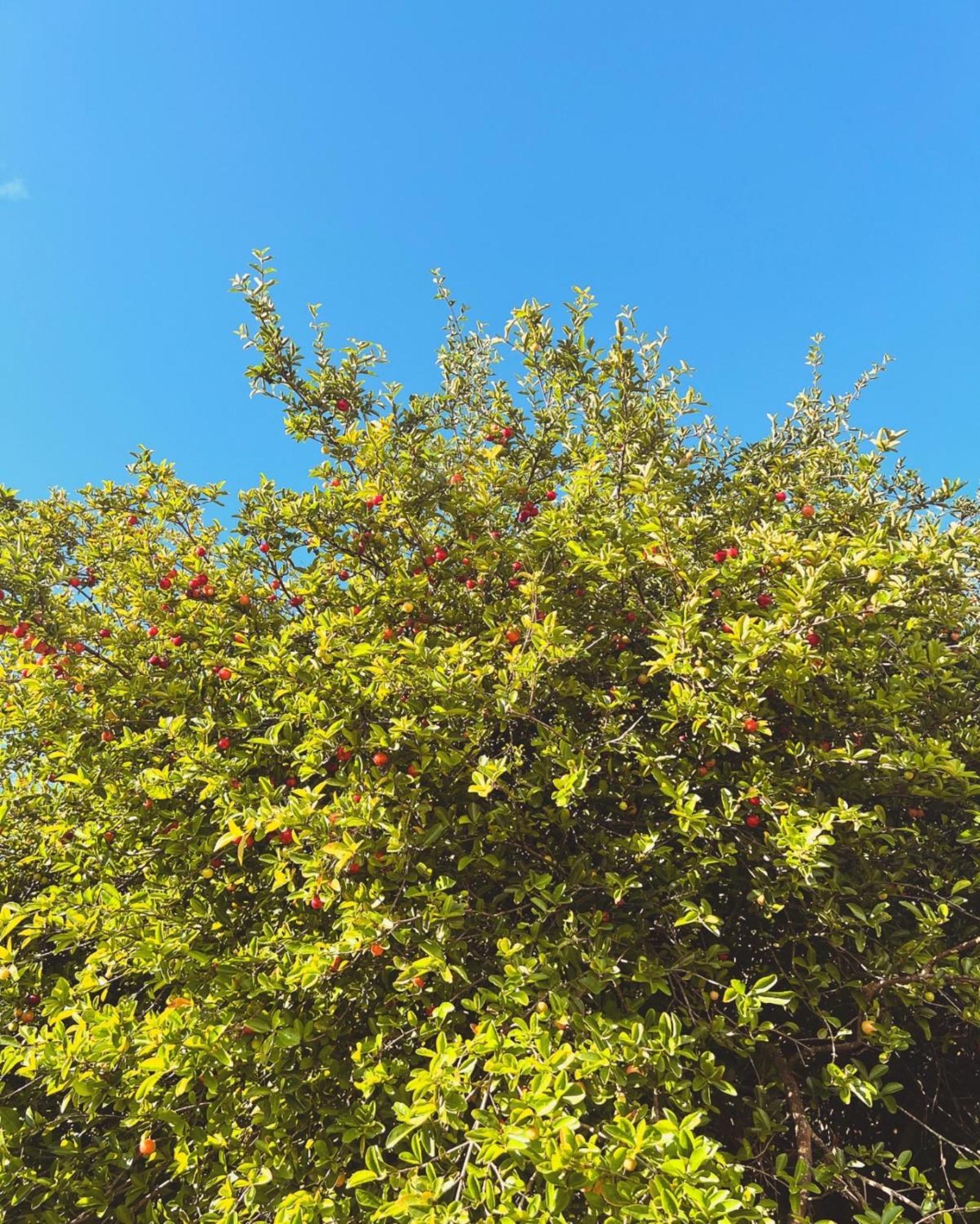 Вілла Kazacerola Фор-де-Франс Екстер'єр фото